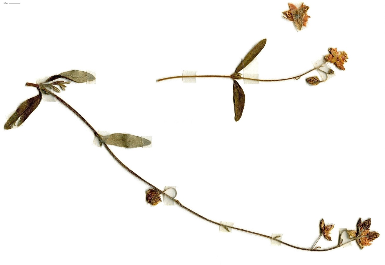 Helianthemum nummularium (Cistaceae)